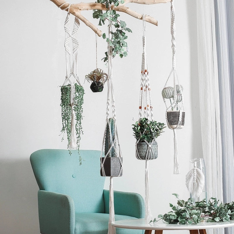 Hanging Green Plant